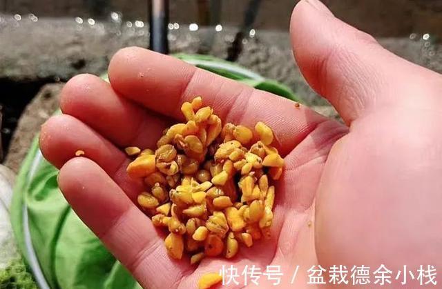 玉米|饵料不止腥和香，野钓大鱼臭味才是杀手锏，猾鲤也乖乖咬钩