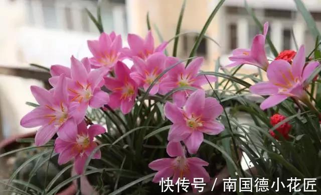 花海|现在把这花种子扔土里，初夏风雨一来，就能开出一片花海，美极了