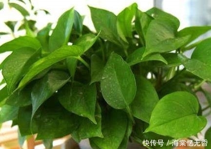 快要死亡的绿萝,这么做之后,又可以变成一盆新的绿萝,你会吗