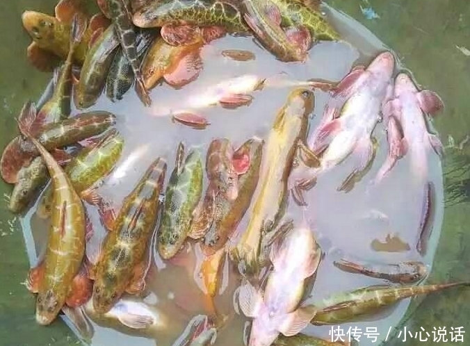 消失|南方即将消失的5种野生淡水美味,第一种价格高达600元一斤