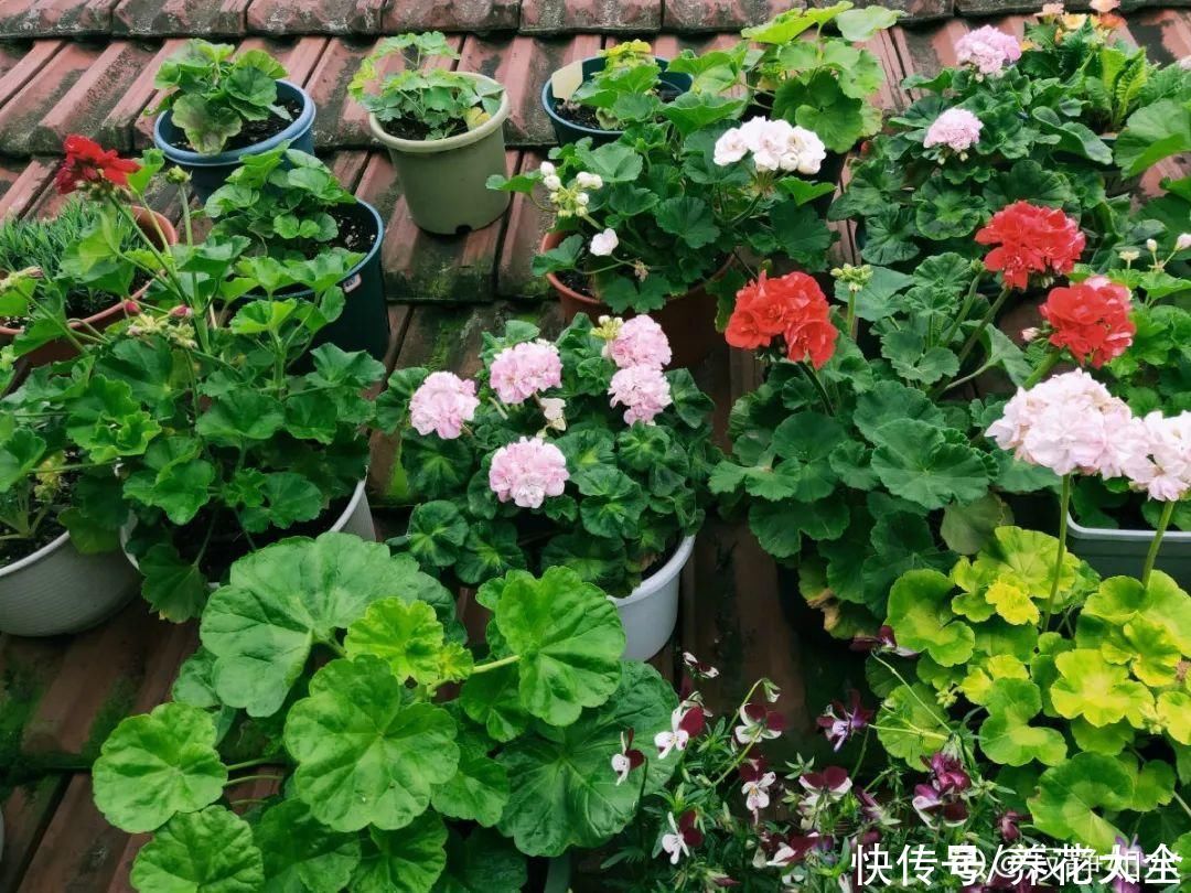 花苞|天热了，20种花最怕浇水，浇得越多，死得越快