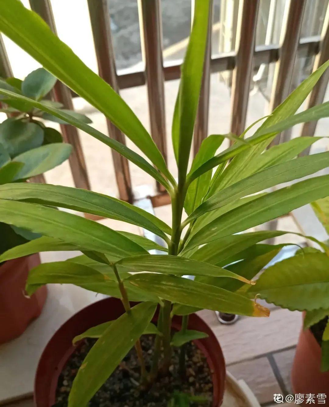 玉米棒子插盆里,7天冒出小森林,比绿萝吊兰好看