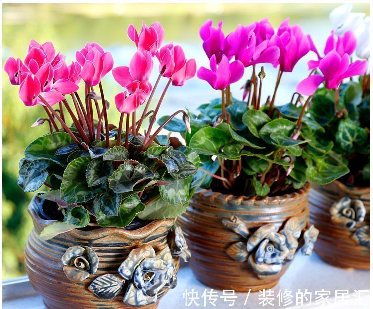 适合穷养的“5种花”,用小盆,少管一些更利于生长和开花