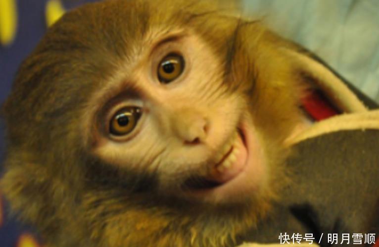 还记得50年前，被人类送上太空的猴子吗现怎么样了
