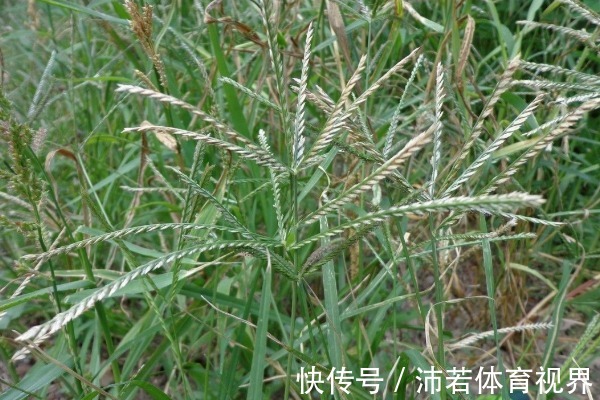 农村|农村一种不起眼的野草，常被乡下人“嫌弃”，却不知是珍贵草药