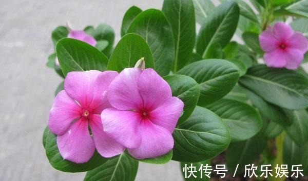 冠福|这花就叫“天天开”,咔咔一通剪,长成“小花树”,多了几十盆