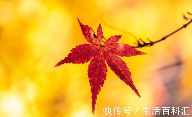 栽种|院子里有空地要种三种树，没空地挤挤也要种，寓意深远