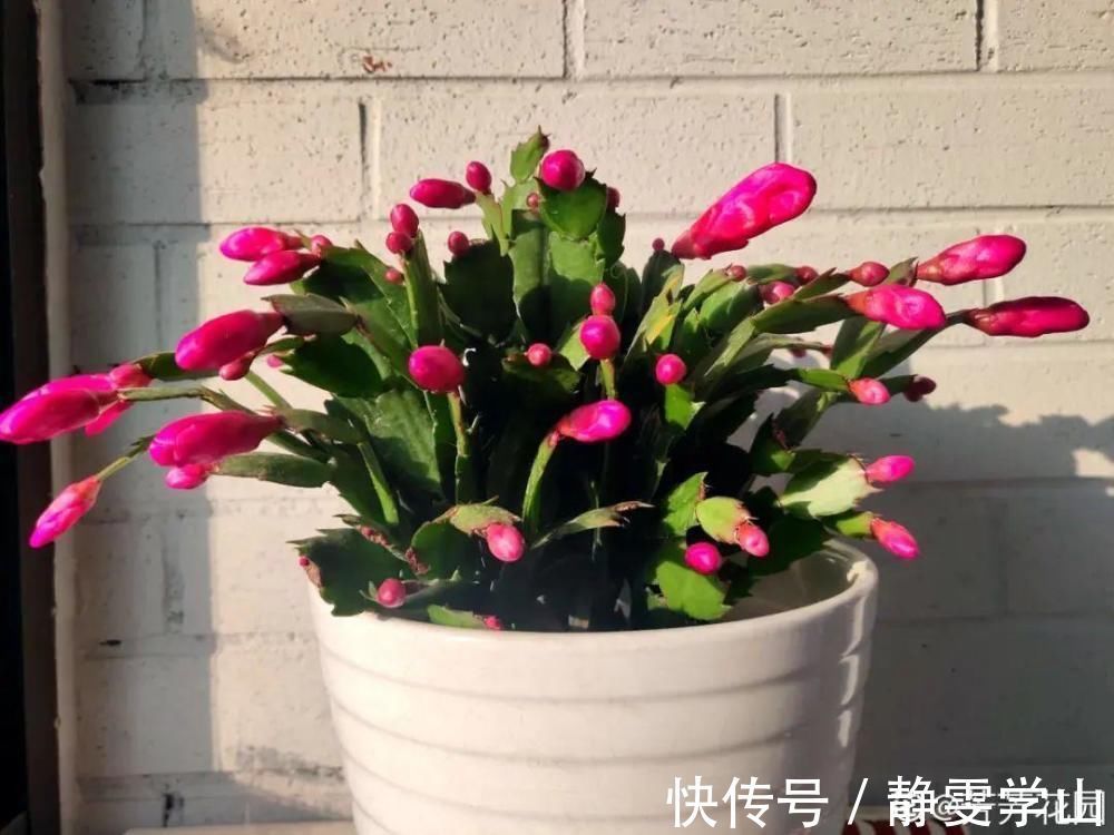 叶子|养护蟹爪兰，要注意8个要点，才能开出仙气飘飘花