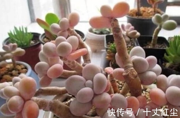 多肉|农历8月4日白露后，养什么多肉？以下3种多肉，繁花似锦户发春光
