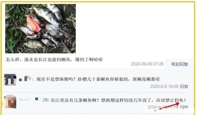 野生大鳜鱼|长江该禁止钓鱼男子长江“疯钓”野生鳜鱼,引网友骂战