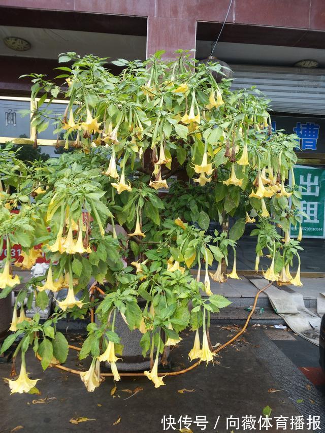 十种 大毒花 家里经常养 越漂亮毒性越大 避开为好 粉紫色 十种 大毒花 家里经常养 越漂亮毒性越大 避开为好 粉紫色