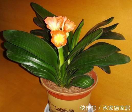 这些废料是个宝，浇君子兰，叶绿花艳效果好