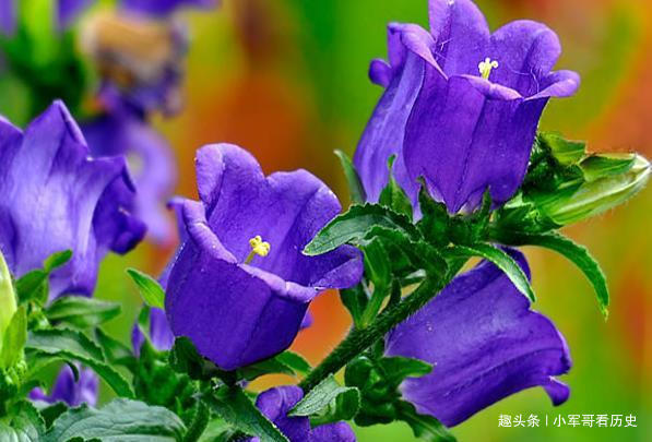 此花是一种珍贵药材,花色明亮素雅,颜色多变,是温柔可爱的象征