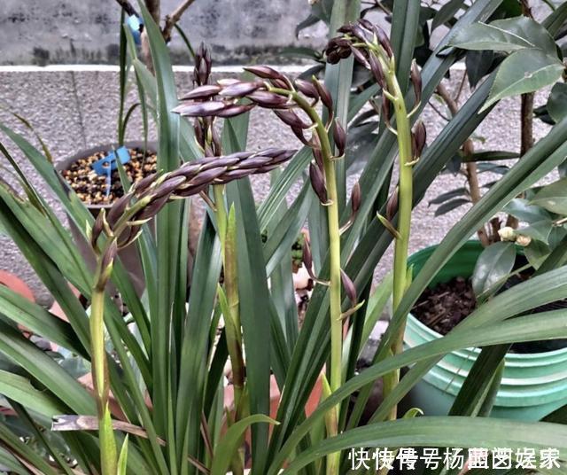 施肥|养兰花“2懒1勤”别守规矩,新芽冒不停,花箭半米高