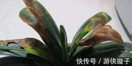 3种花冻伤不要扔,教你此样做,快速恢复生机,很有观赏性