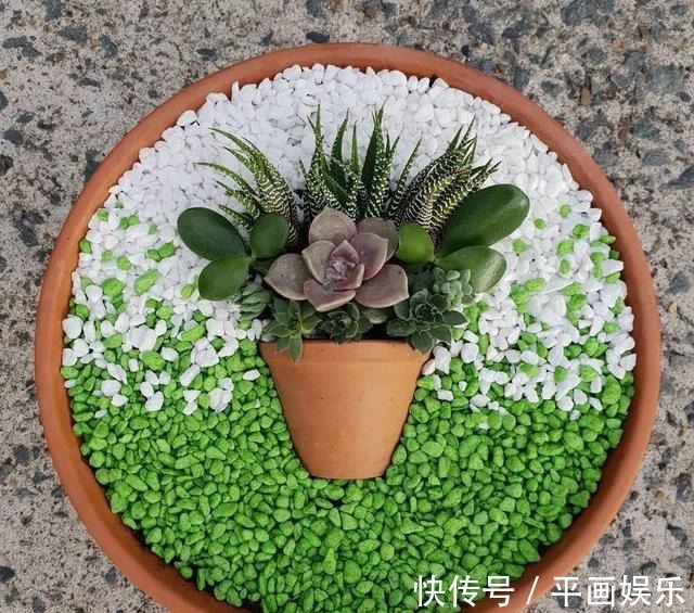 塑料杯|多肉“烂根”还能活,不用土,学会“3招”生根法,1个星期冒白根