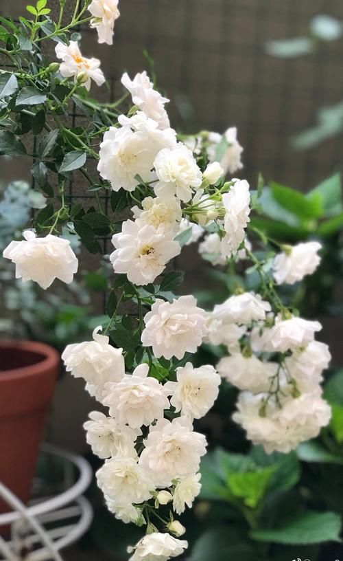 彗星——阳台盆栽“新宠”，常年开花，花量丰富，好看又好养