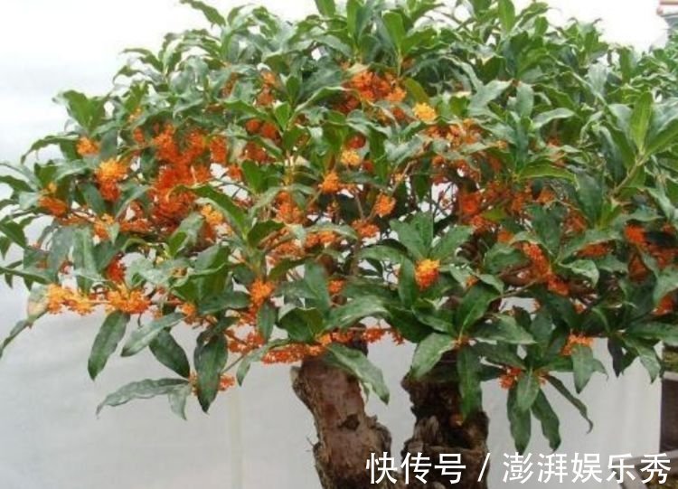 最有仙气的4种花,迷人的花朵,阵阵花香,花朵大!