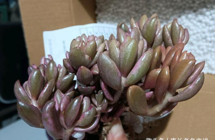 有一种多肉名字尴尬不想养，但非常适合女士养，它就是苏菲儿