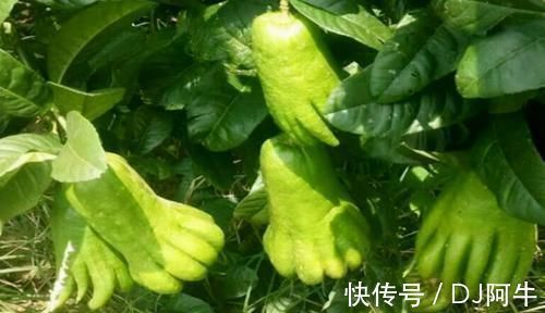 营养|超市比较常见的3种食物,营养丰富、补益身体,早吃早受益!