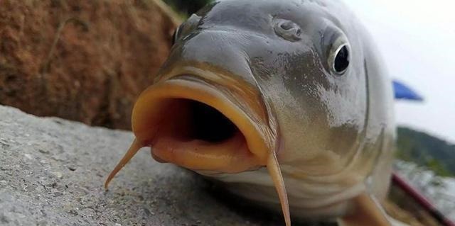 鱼钩|除了拉丝粉,还有这些办法,能让搓饵的附钩性更好