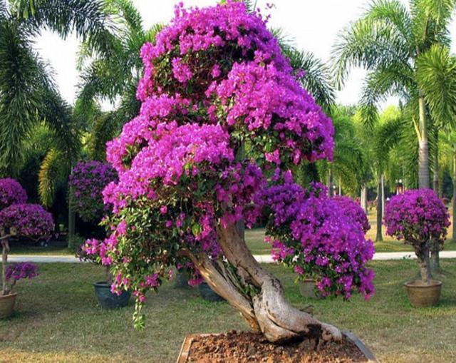 开花200天的“花树”,夏天可以养,比“绣球花”都漂亮,养8盆!