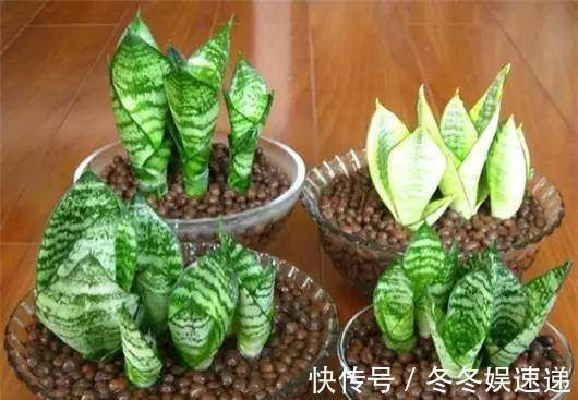 盆栽虎皮兰,学会这3招,保证让你的虎皮兰不断长侧芽