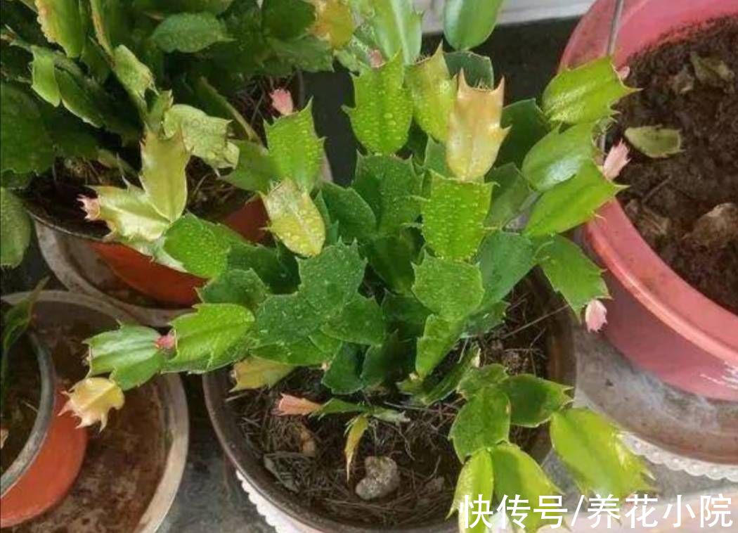 凉爽|9月天气凉爽，3种花再修剪一次，会开花更多