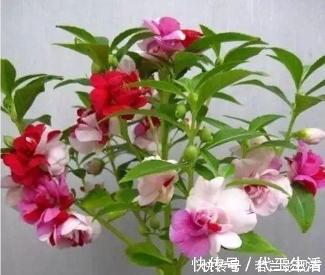 三角梅|家有院子,一定要养“3种花”,好养又漂亮,一开就是300多天!