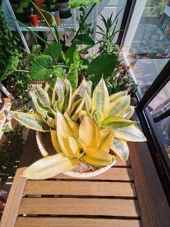 太阳花枝条|只用叶子也能扦插,这花把叶子剁5段,插到土里就能长成5盆花