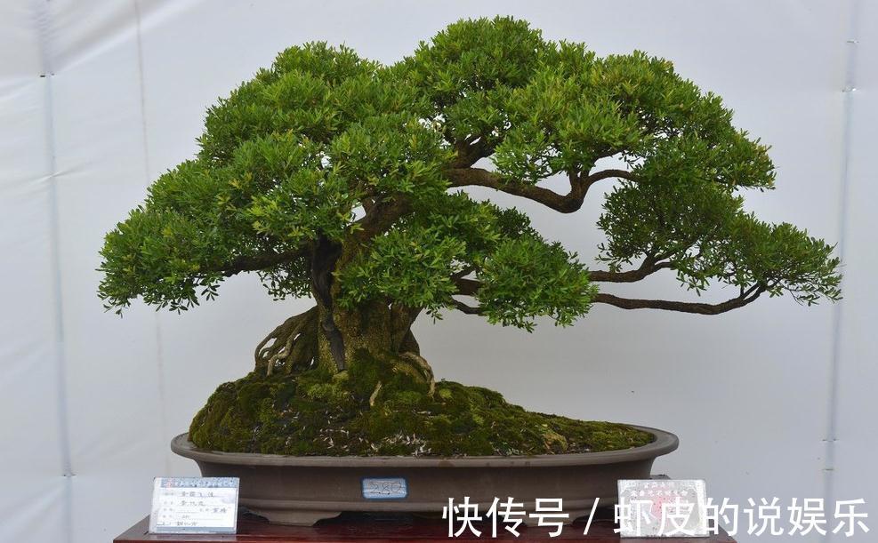 至新手朋友们的一封信，盆景造型前，造型中要注意哪些