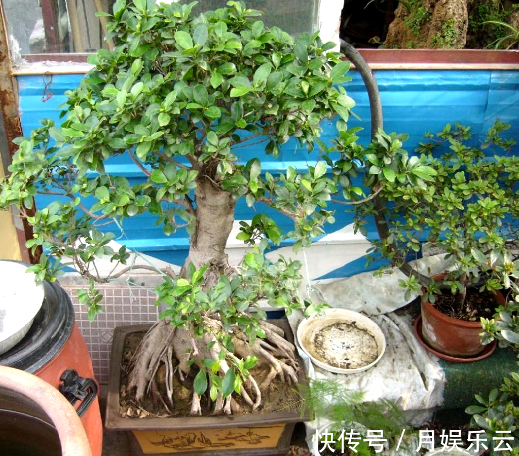 植物|农村一种植物,人称“树王”,好种容易活,做盆栽盆景漂亮
