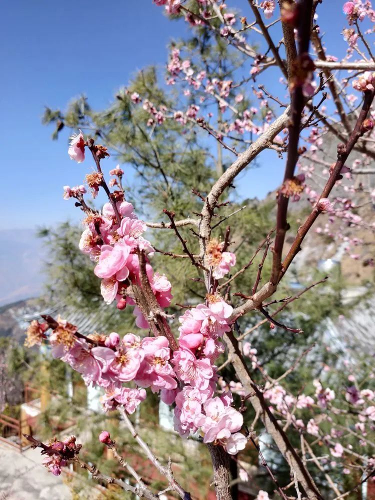 指南村|登顶东川小牯牛山——慈悲殿