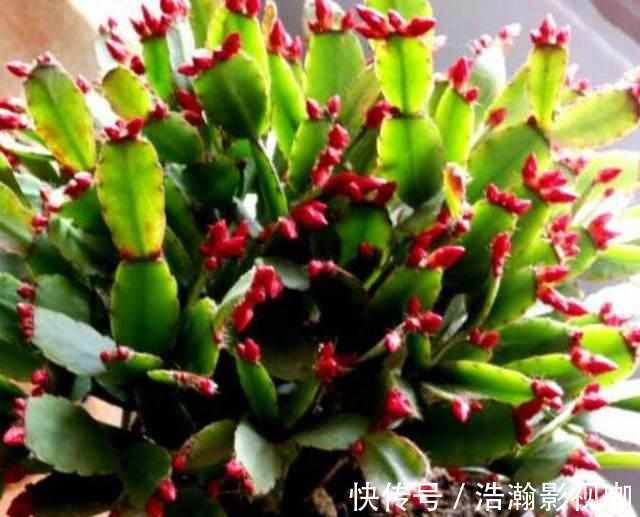 蟹爪兰花凋谢后不要扔,学会一招,很快就能爆盆