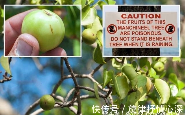 毒番石榴树|死亡之树!吃了会中毒,烧它也可能中毒,还有人吃过它的果实