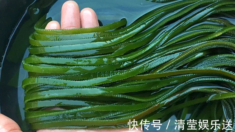海带|泡海带时，可别直接放到水里就泡，教你正确做法，既简单又快速
