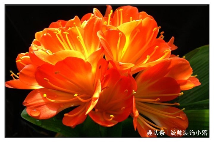 夏天不要用啤酒擦君子兰了，用它才靠谱，叶片油绿又整齐