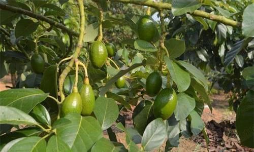 人到中年推荐常吃3种食物，排毒养颜，补血益气，延缓肌肤衰老