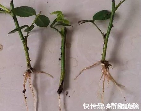 家中养花,这5毛钱的小东西别乱丢,能让花蹿到2米高,你知道了吗