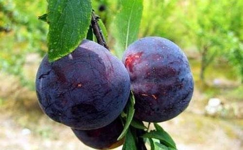 水果|爱美的人都知道,多吃此水果,美白肌肤,淡化色斑,早知早受益