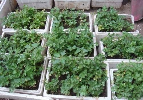 泡沫箱能种盆栽吗？