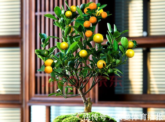 金桔|家里要养4种花，开花吉祥喜庆，家里养一盆，招财又纳福