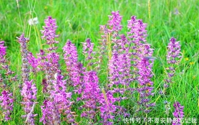 野草|农村这野草很稀罕,有大的观赏价值,还可以用于祛湿