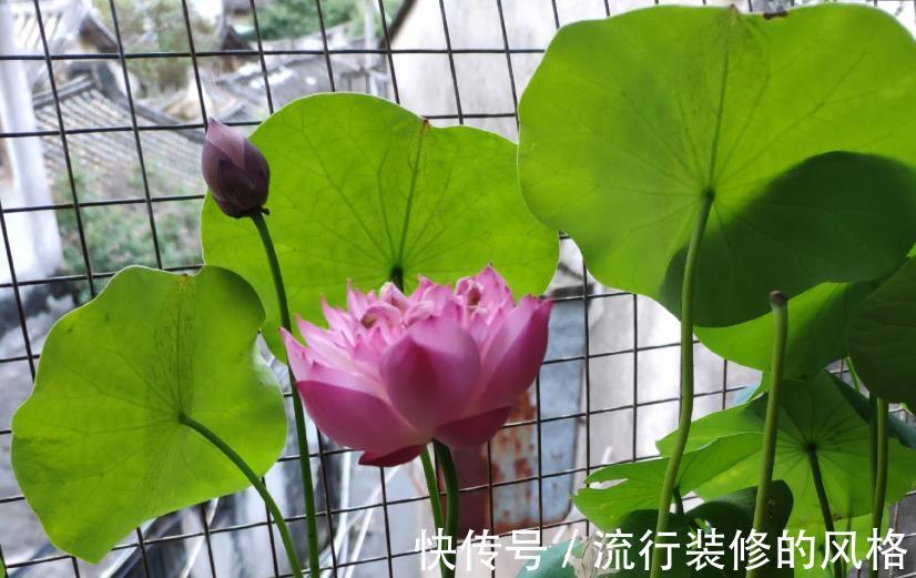 花友们|空间小养荷花就选“初玖”，花型、株型均美，省地方又好打理