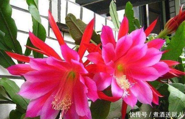 4种香水花,开花漂亮、花期长,浇水就疯长,开花爆盆很容易