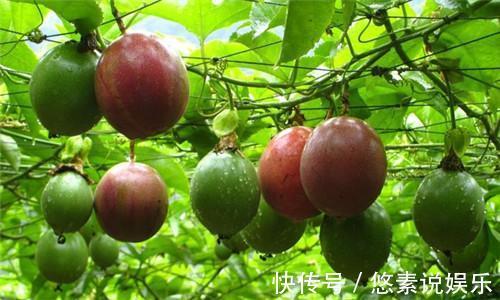 超纤维|这是女人30以后的美容果,每天一个,护眼、抗衰老、提高免疫力