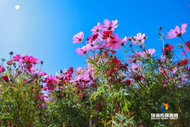 太养眼！茶花廊道、波斯菊花海、勒杜鹃廊道…海天公园上新啦