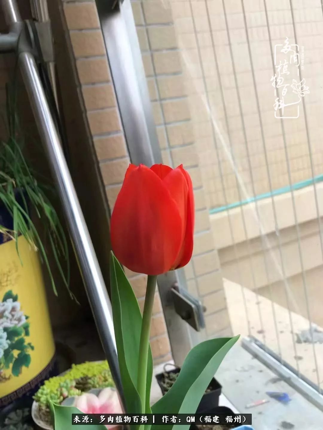 寒山转苍翠,秋水日潺湲——多肉未央,睹物思人!