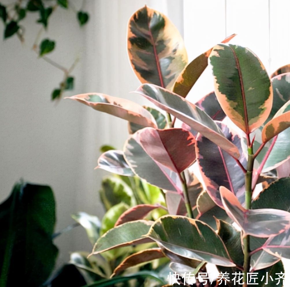 6种绿植不一般，叶片比“花”还好看，家里养一盆，特有“范”