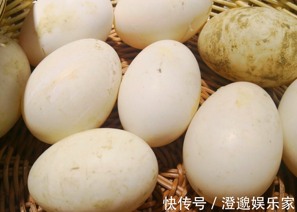 溏心蛋|鸡蛋，鸭蛋，鹅蛋，鹌鹑蛋和鸽子蛋，哪一个营养高知道后别吃错